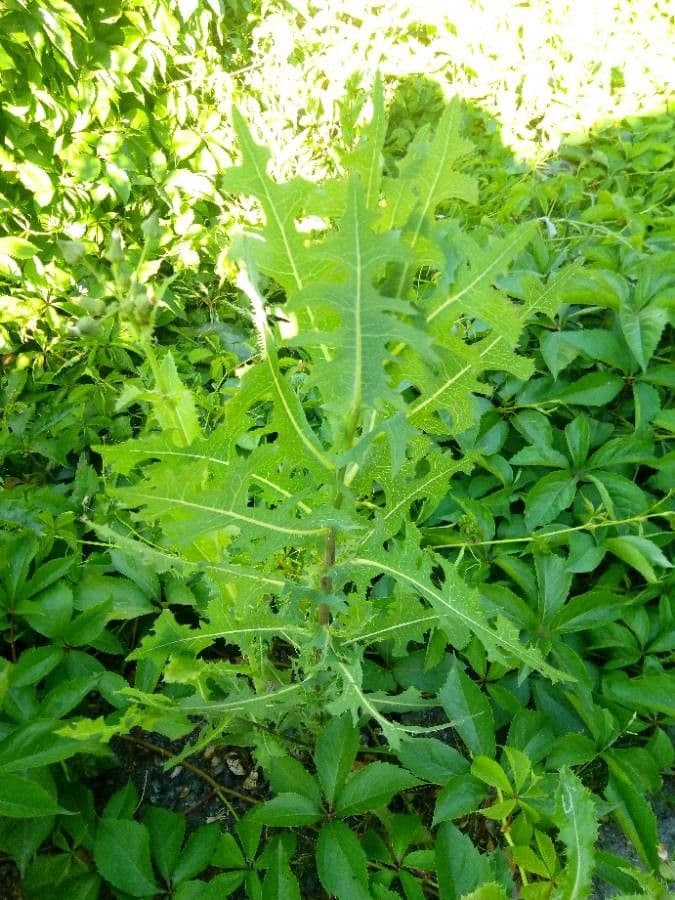 Lattuga selvatica 17