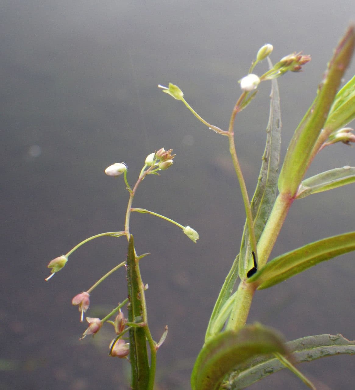 Veronica scudata 5