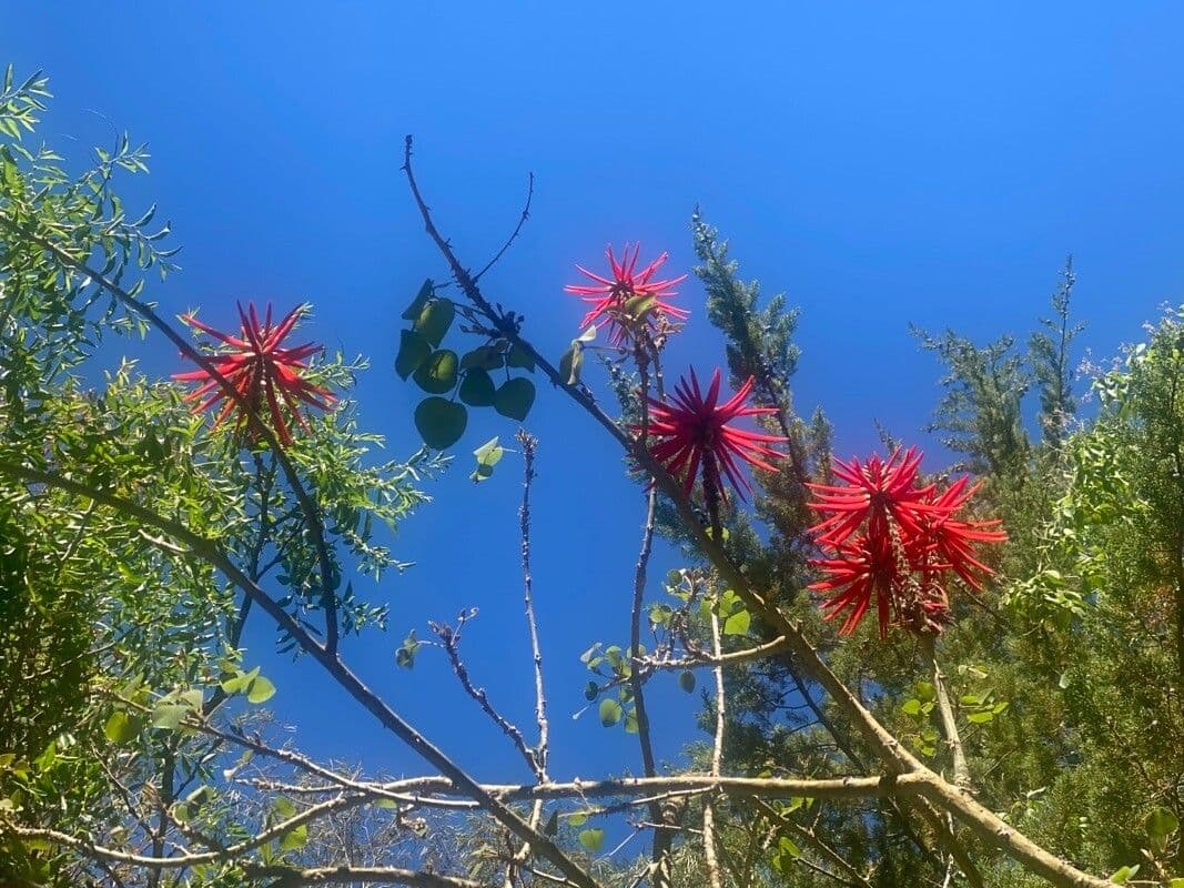Eritrina variegata 5