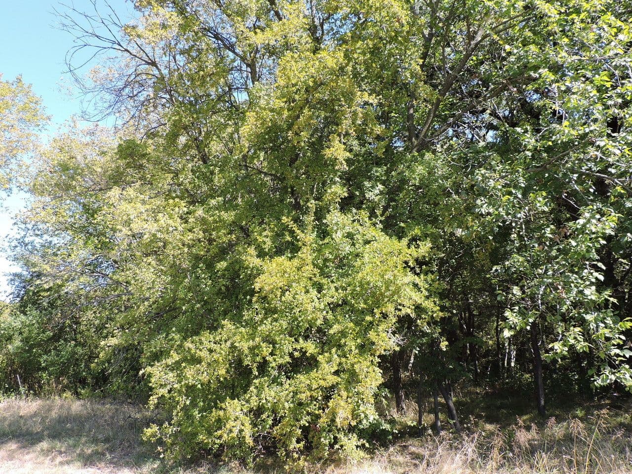 Korb-Ulme 4