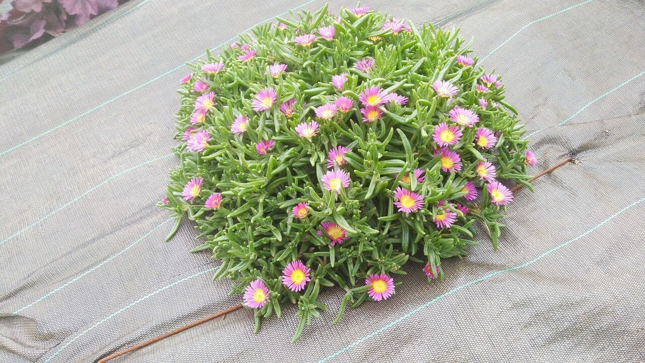 Pianta di ghiaccio 9