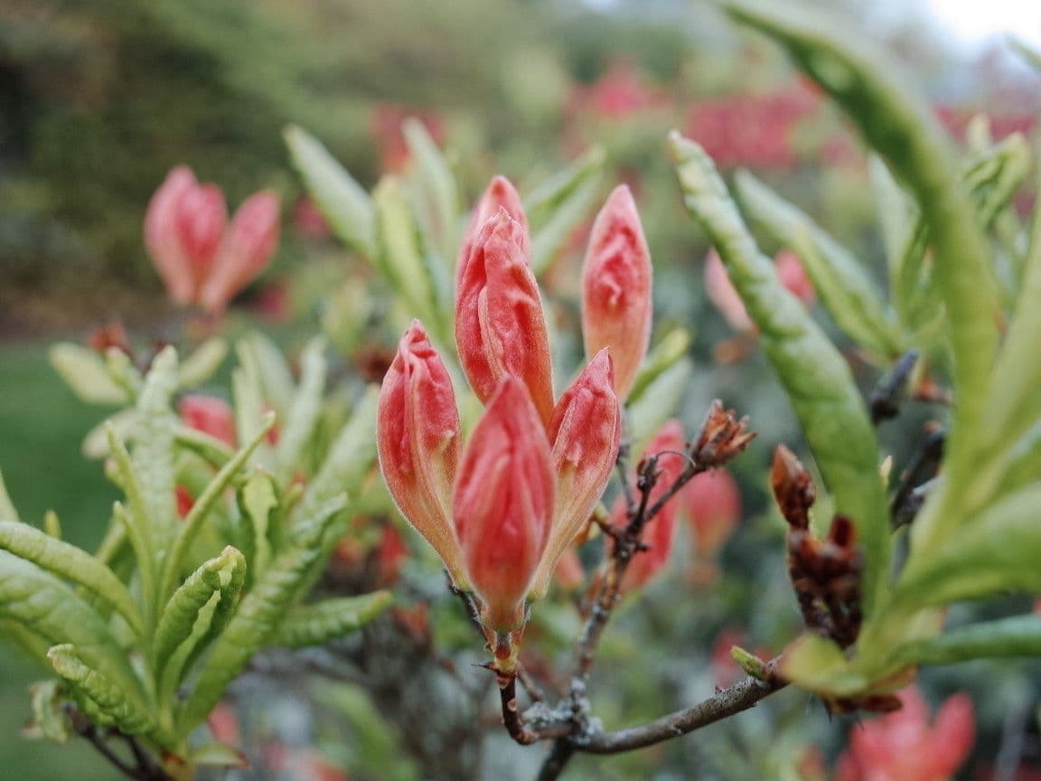 Azalea cinese 23