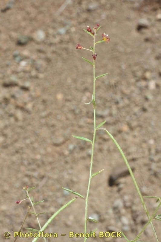 Cleome violacea 9
