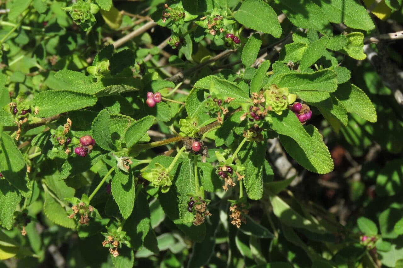 Lantana 14