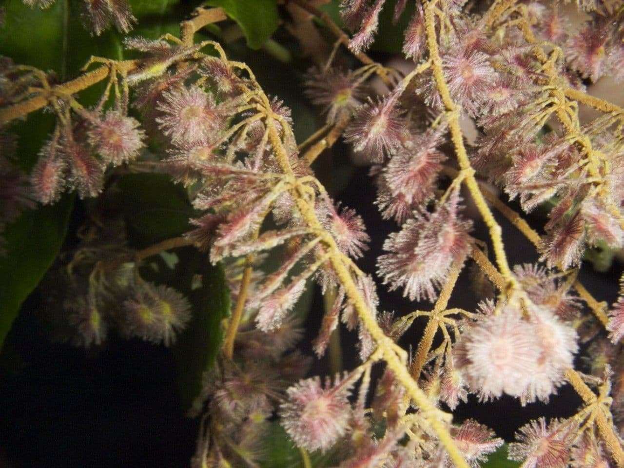 Heliocarpus 4
