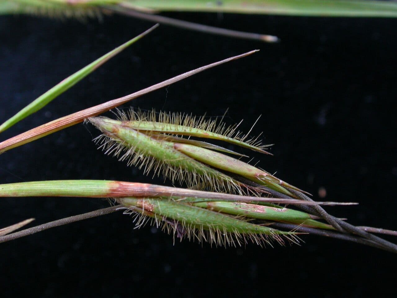 Themeda 2