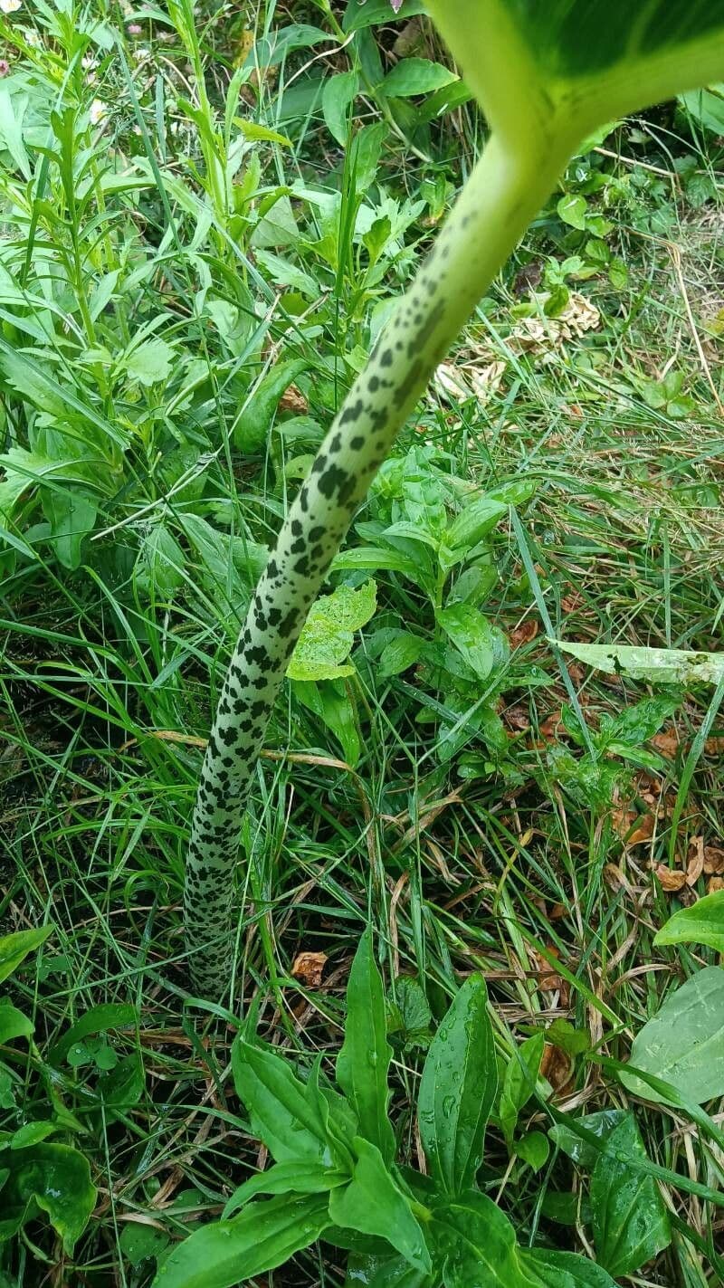 Sauromatum 22