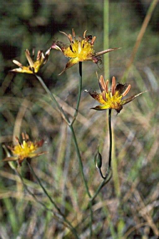 Calochortus obispoński 5
