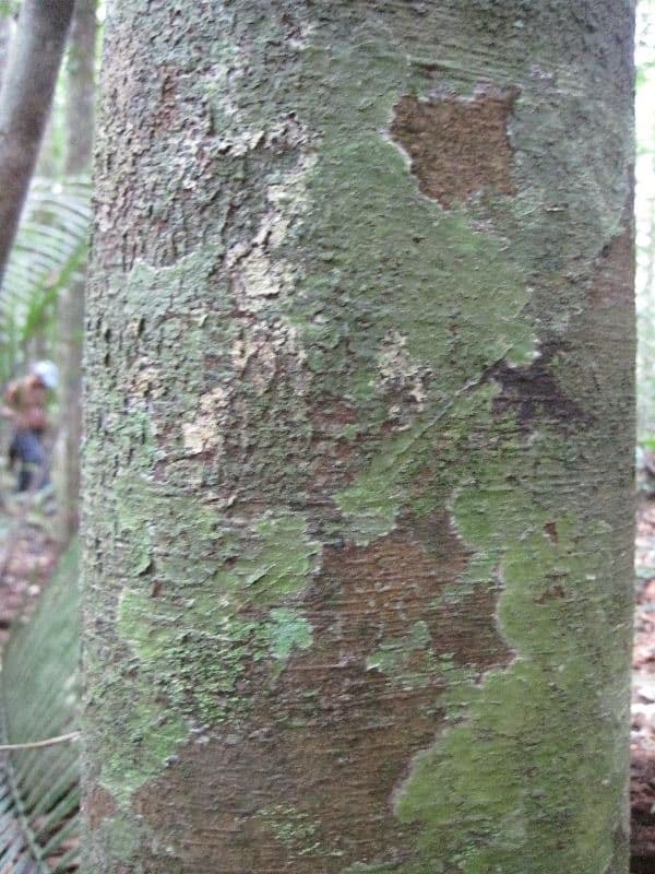 Brosimum rubescens 10