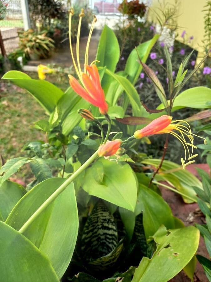 Eucrosia dwubarwna 2