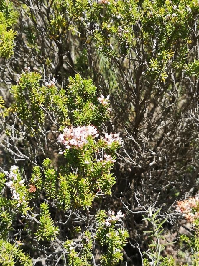 Baumheide 3