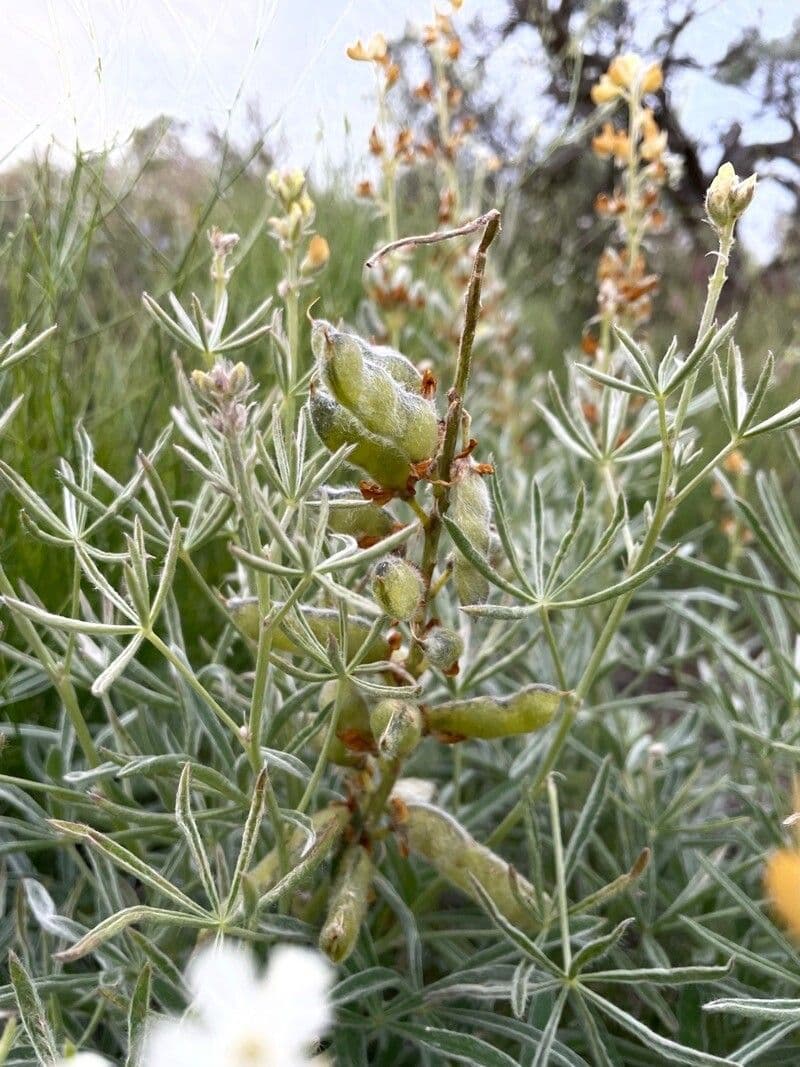 Baum-Lupine 5