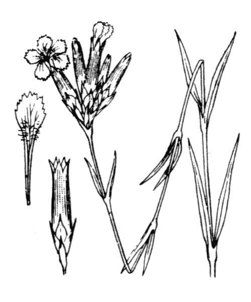Garofano scabro 17