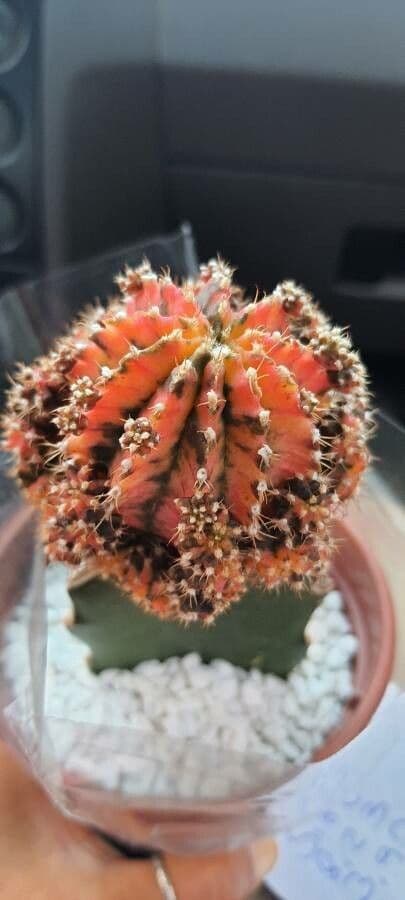 Cactus lunare 29