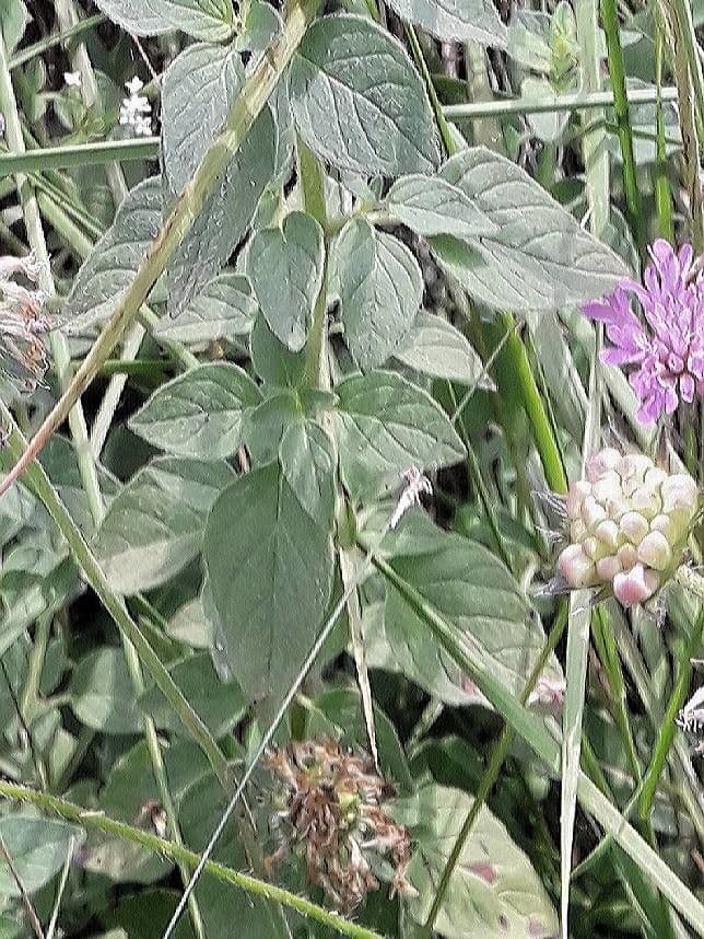 Oregano 18