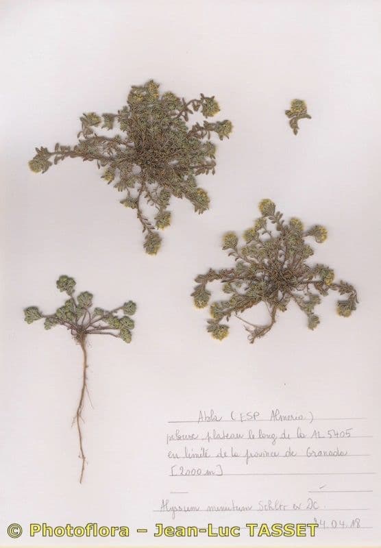 Alyssum minutum 11