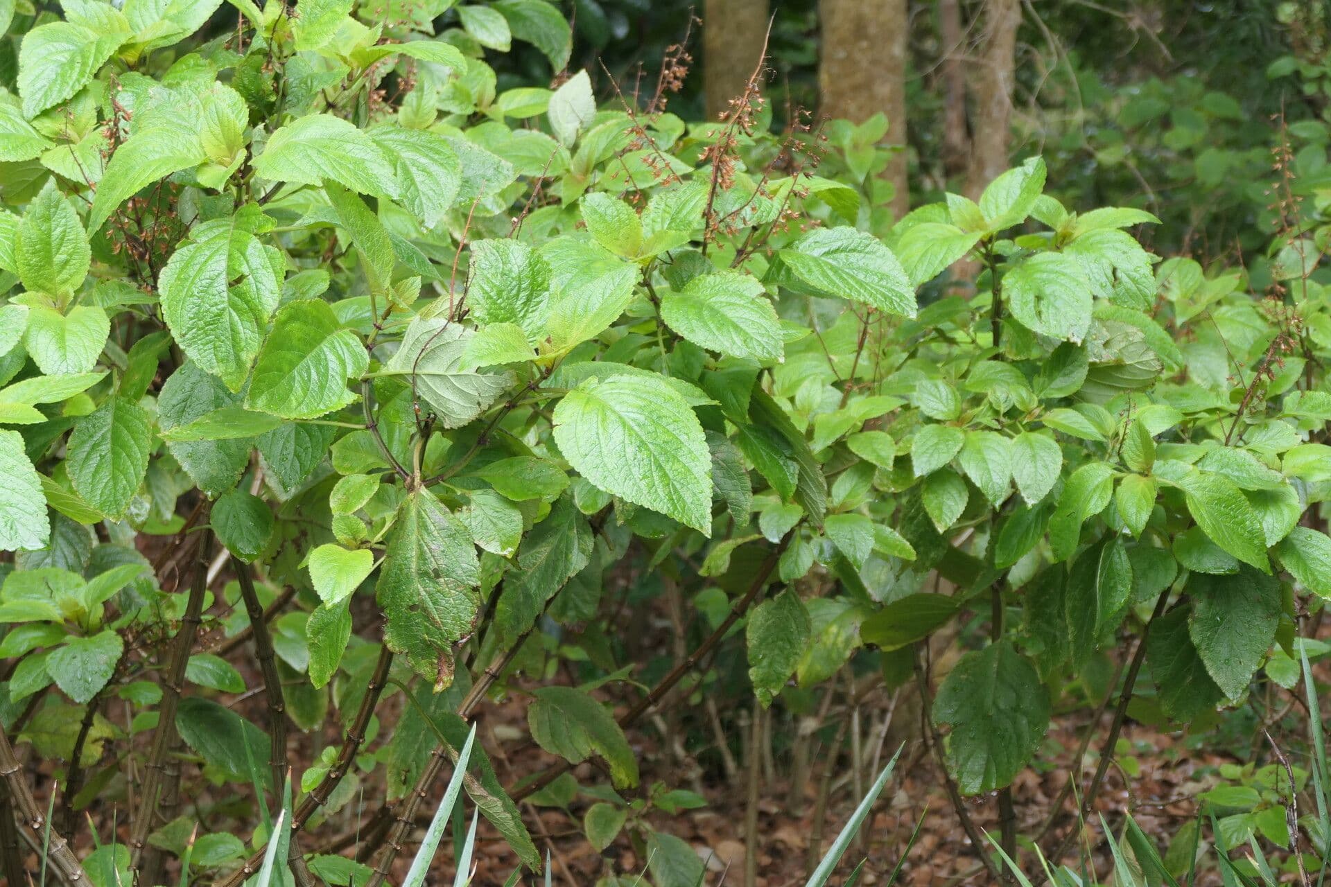 Plectranthus 6