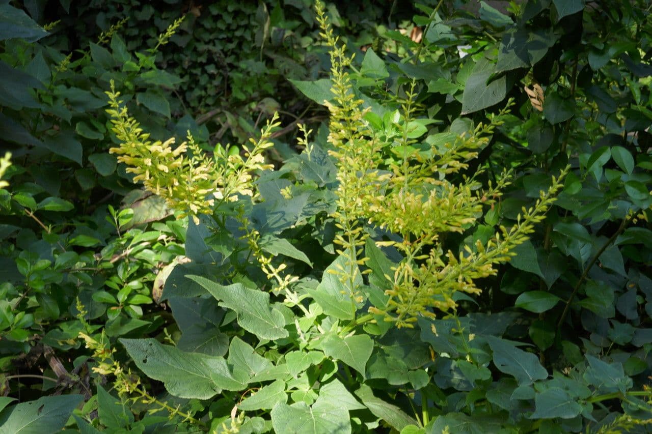 Salvia 6