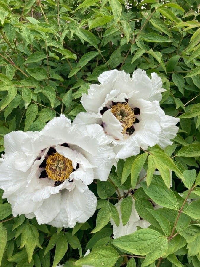 Peonia 7
