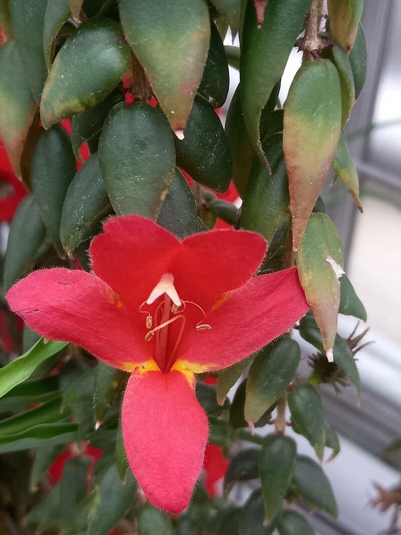 Columnea