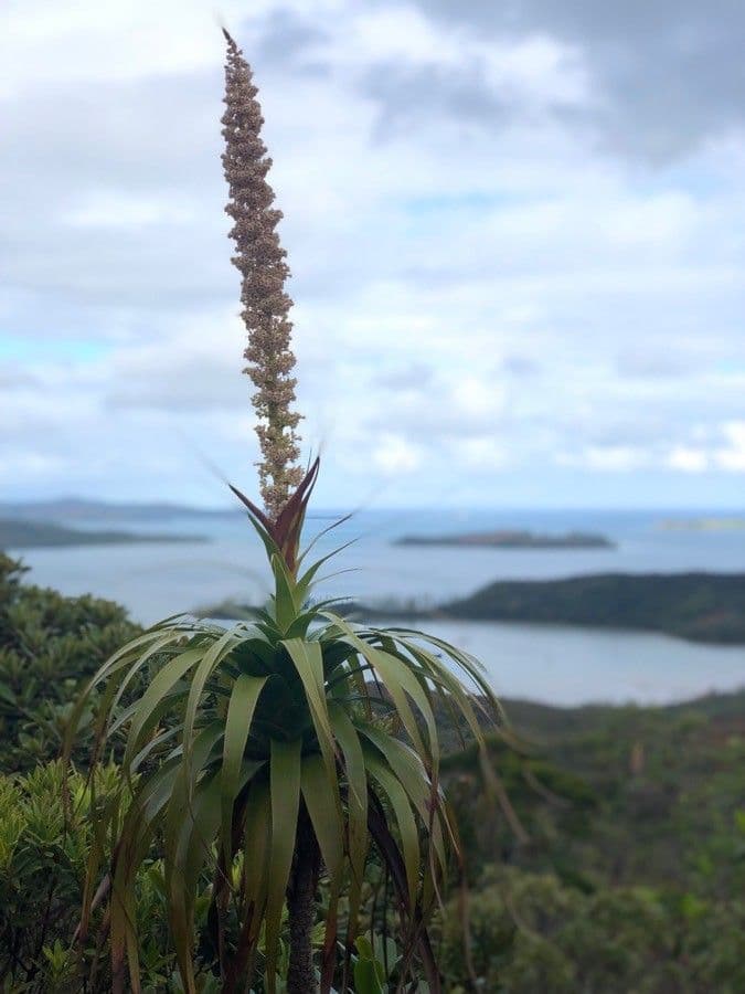 Dracophyllum 17