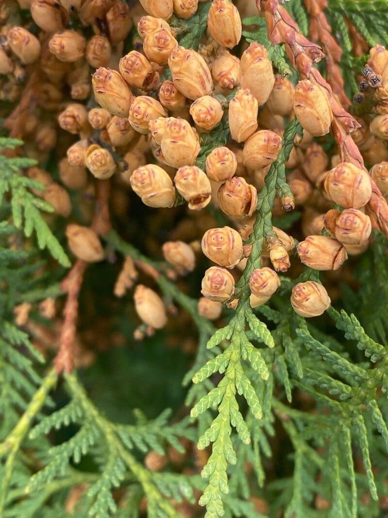 Northern white-cedar 8