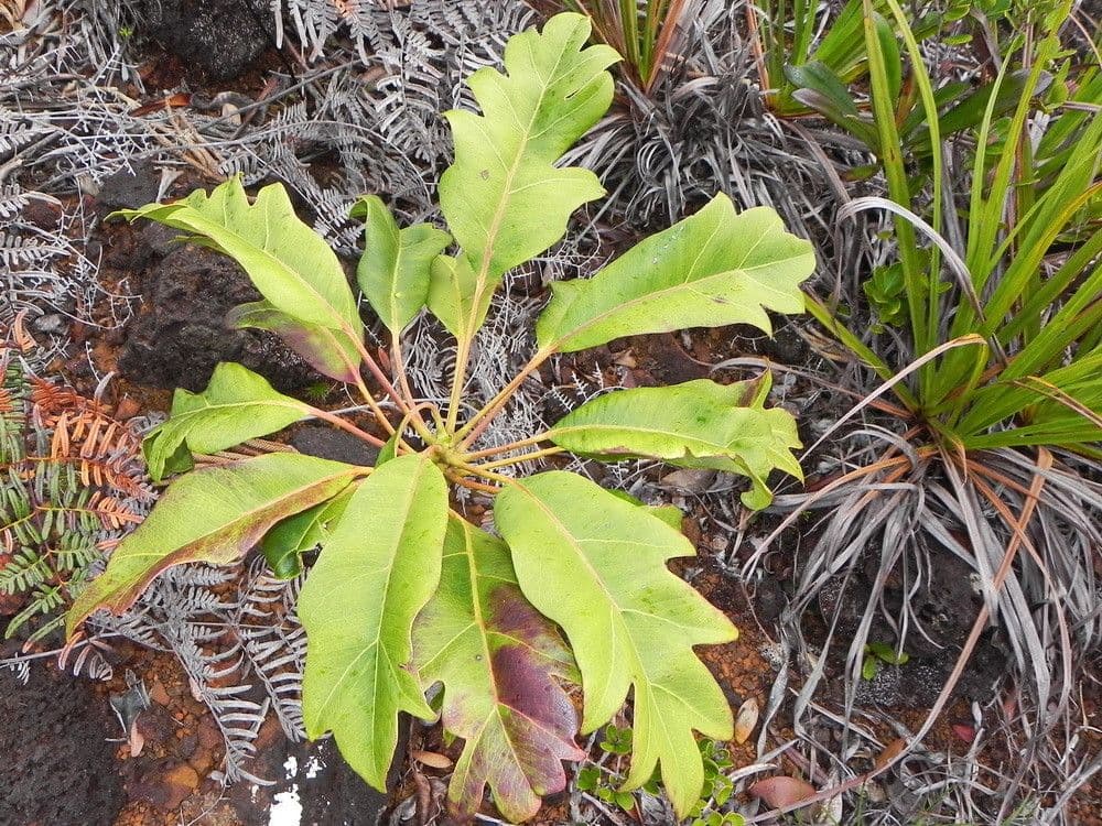 Myodocarpus 7