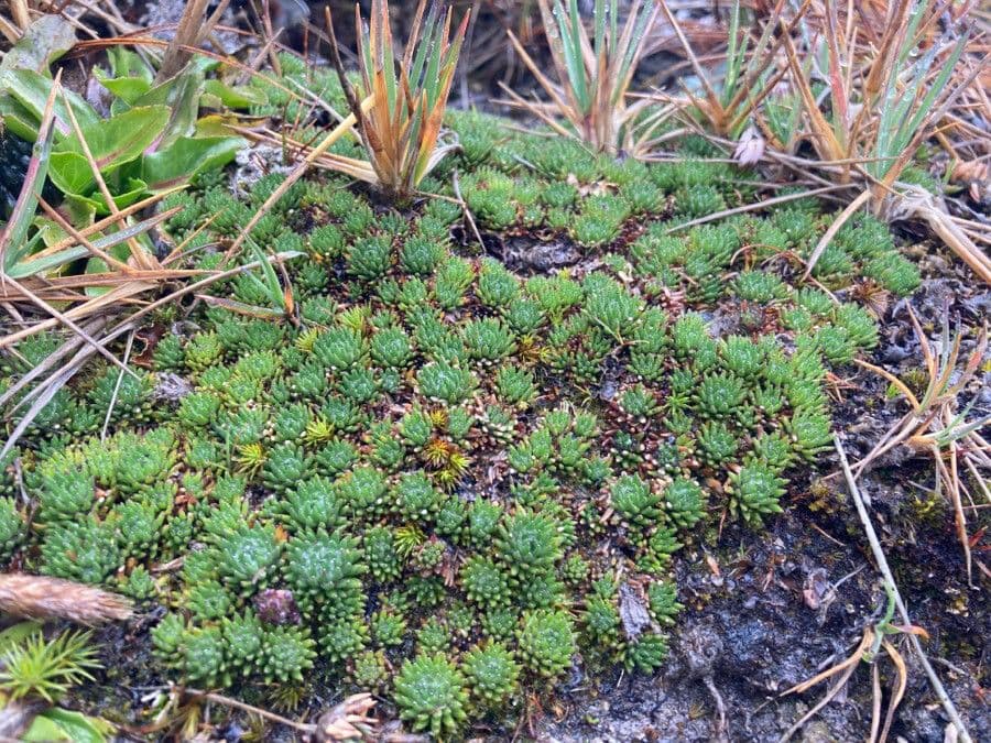 Xenophyllum 9