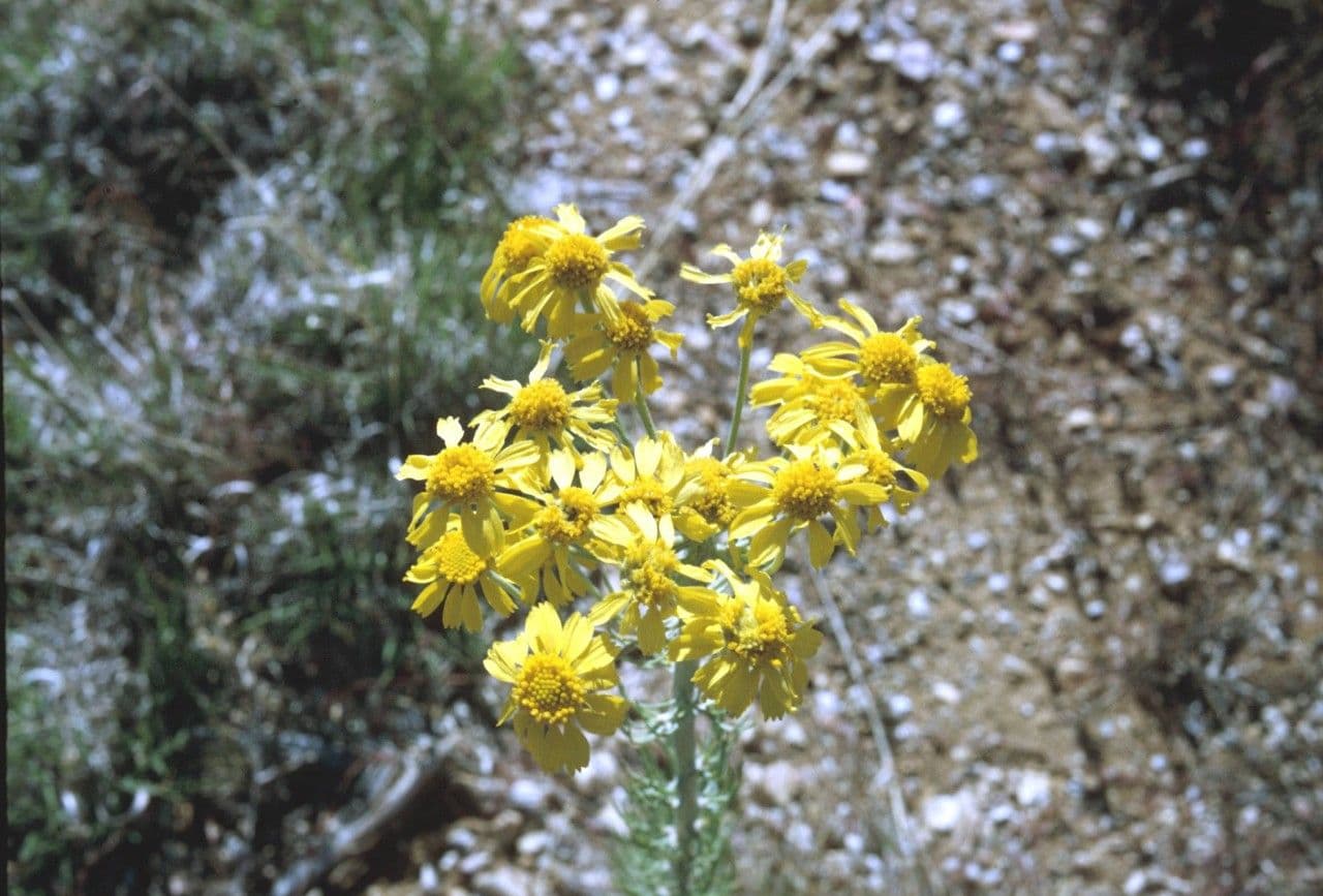 Hymenoxys