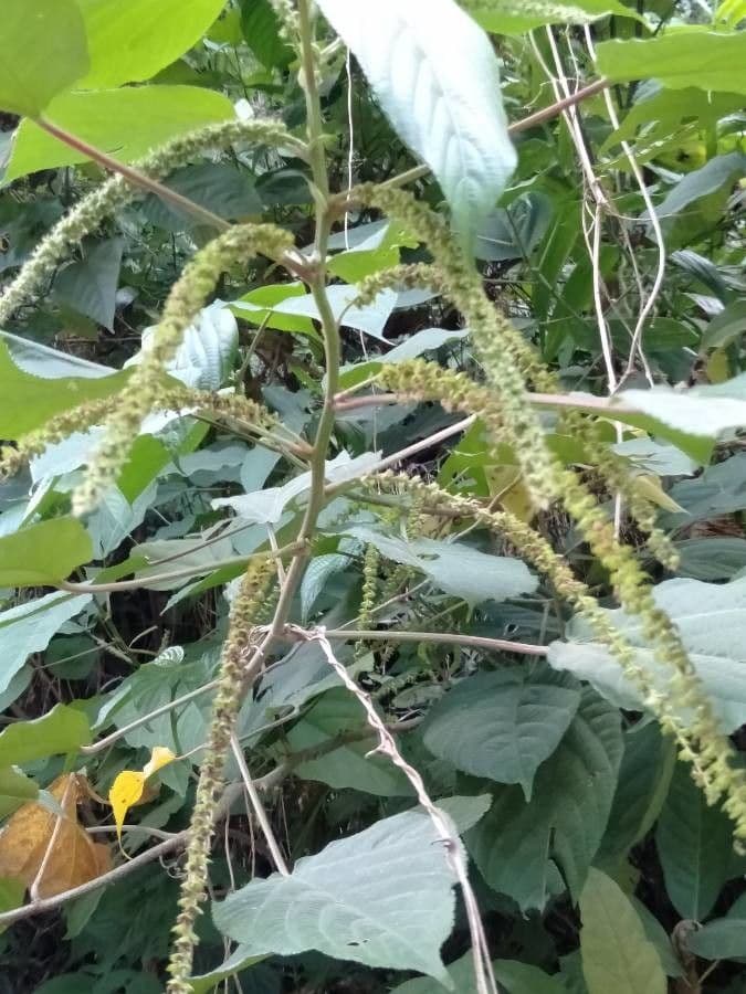Acalypha 3