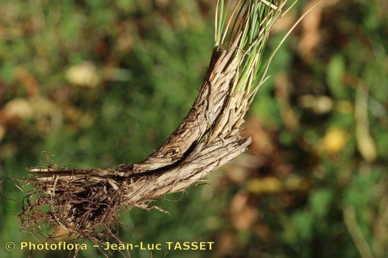 Festuca 4