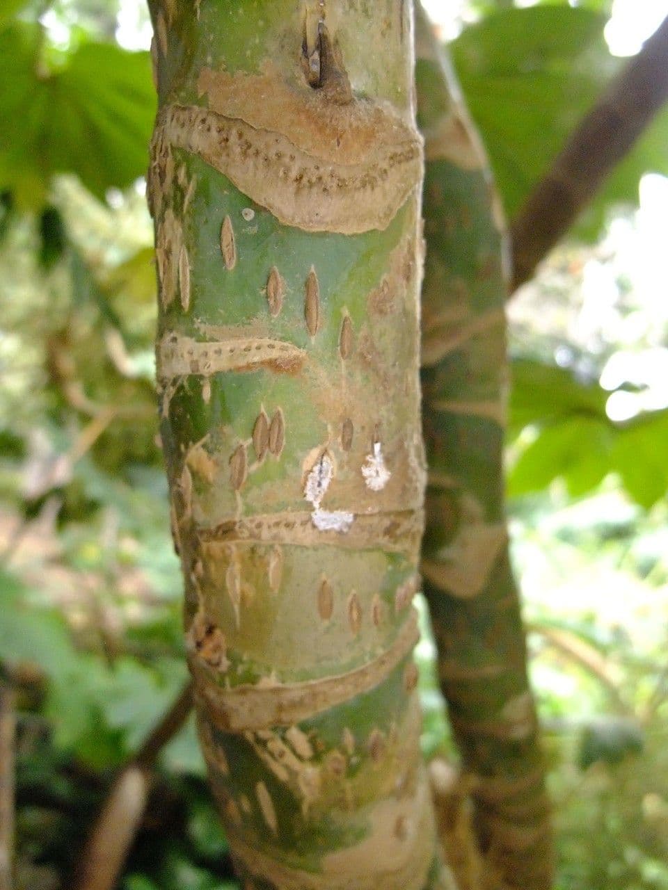 Tetrapanax papyrový 23