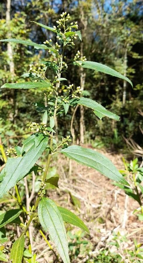 Eupatorio liscio 2