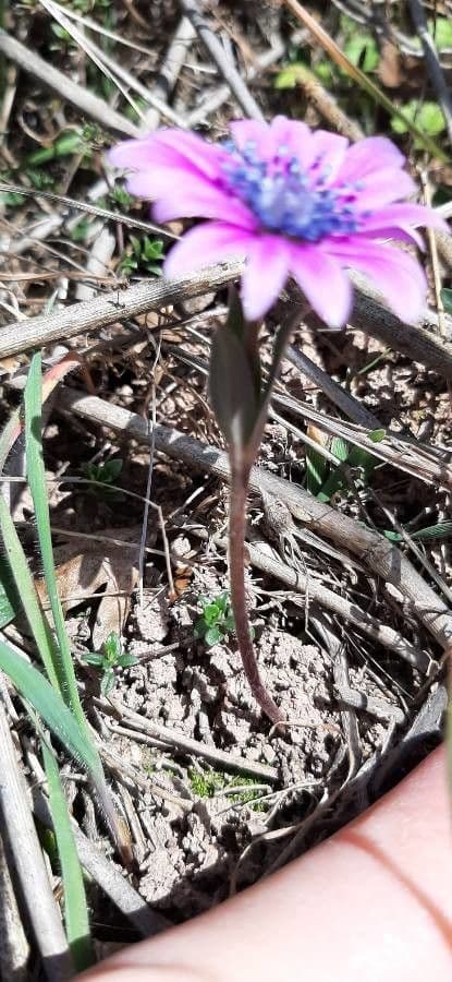 Anemone dei giardini 19