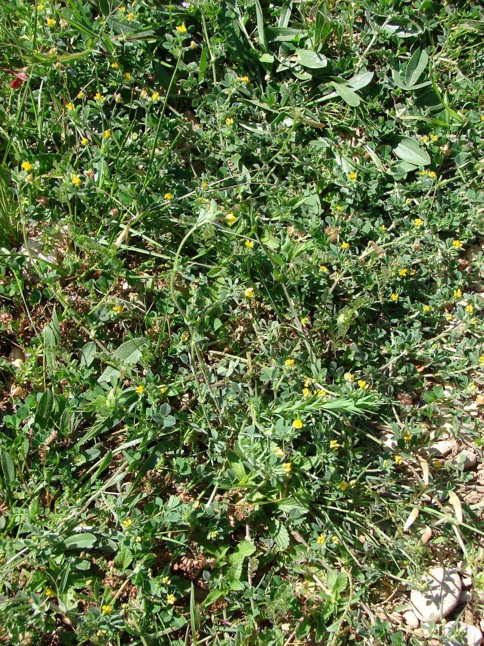 Erba medica minima 15