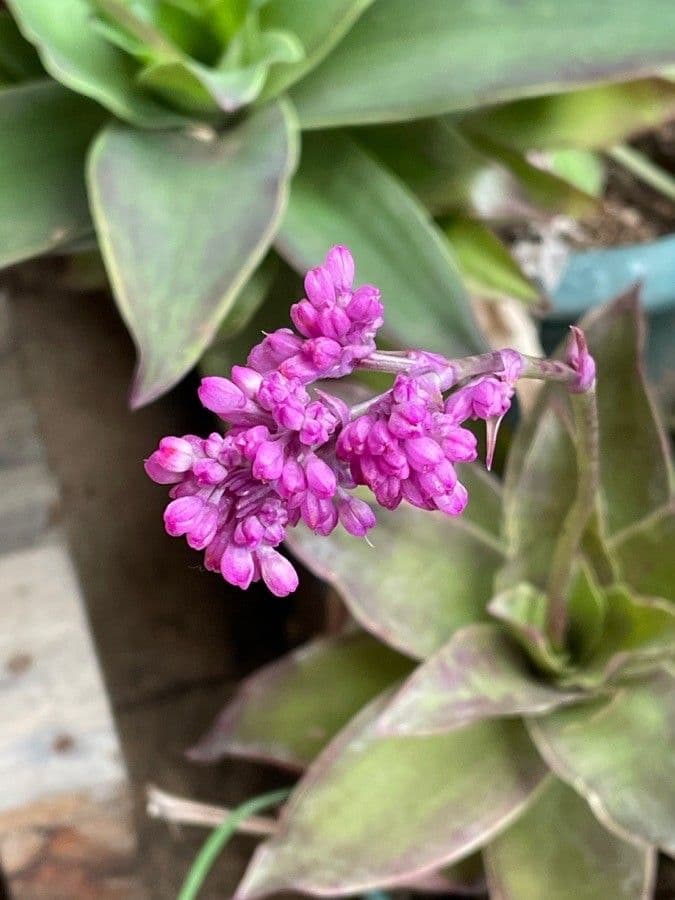 Callisia 4