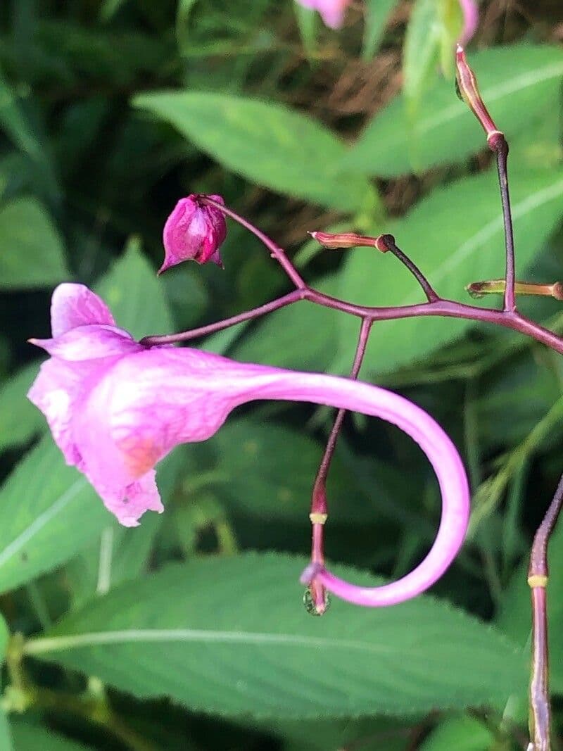 Strobilanthes 3