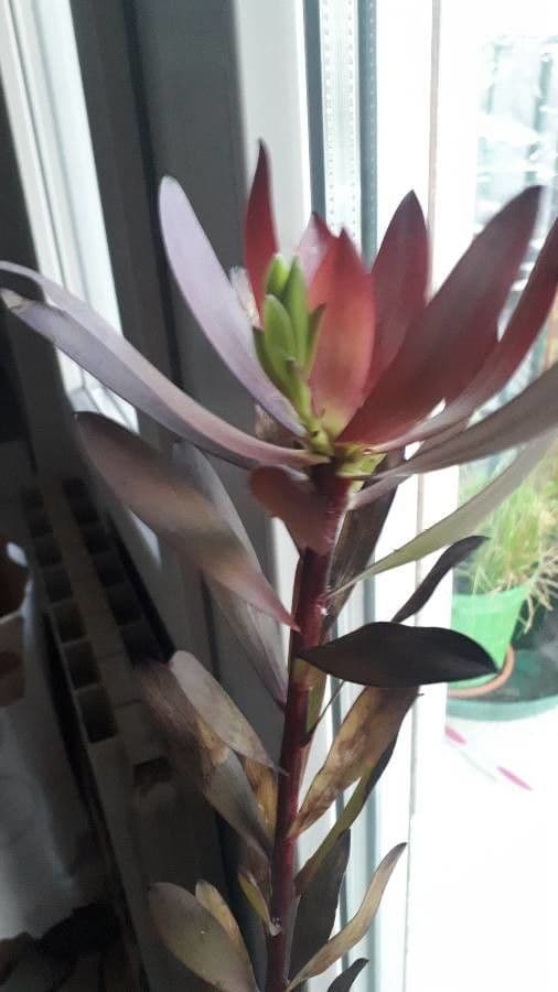 Leucadendron 10