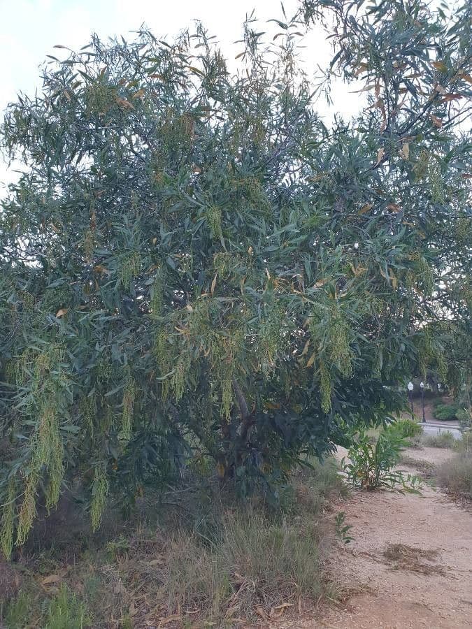 Mimosa dorata 14