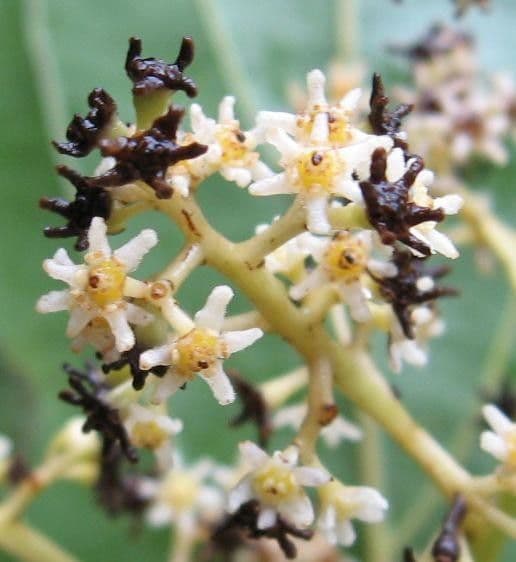 Nectandra 7