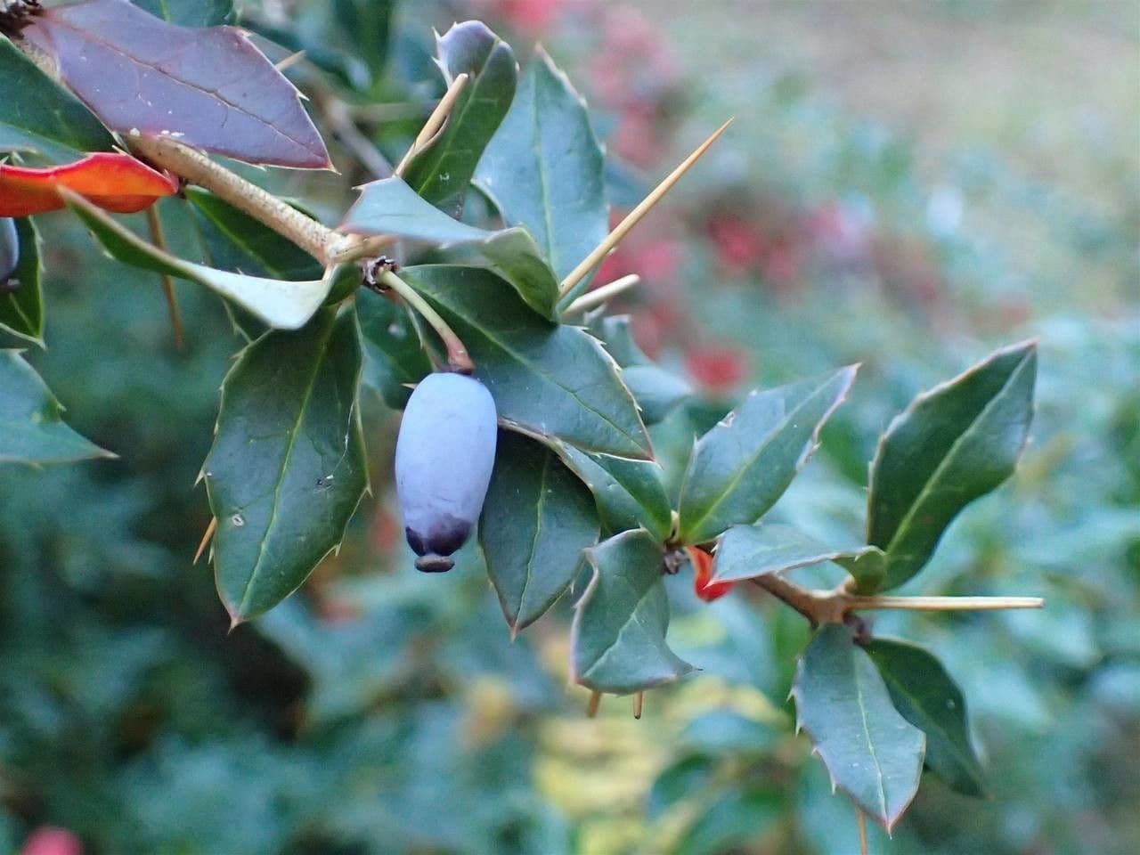 Berberys Gagnepaina 13