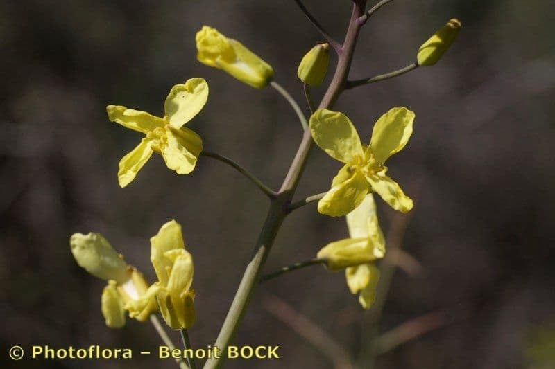 Bergkohl 23