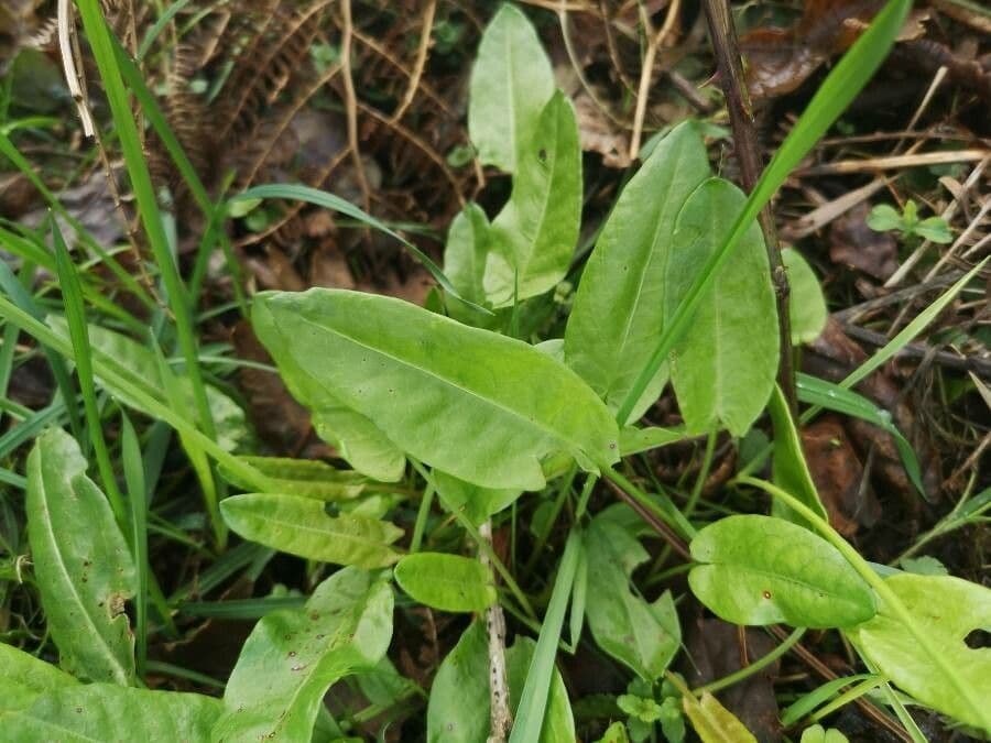 Acetosa 16
