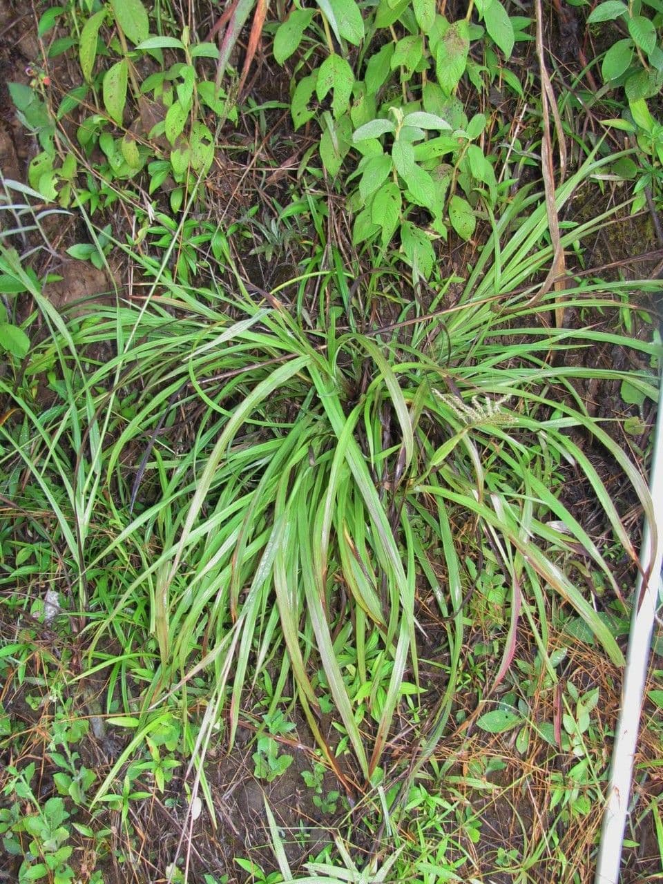 Paspalum plicatulum 10