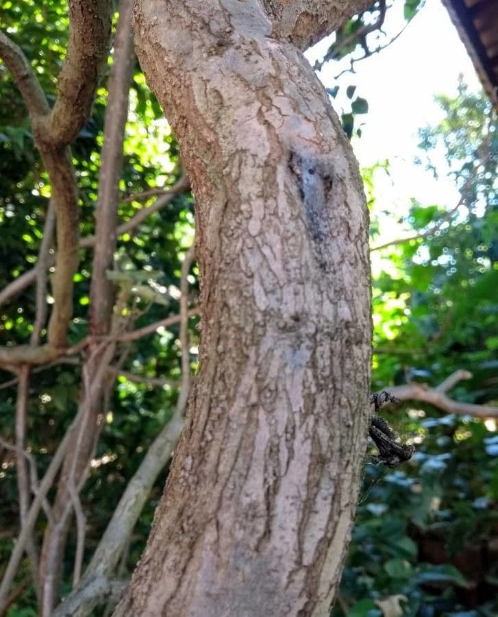 Solanum paniculatum 13