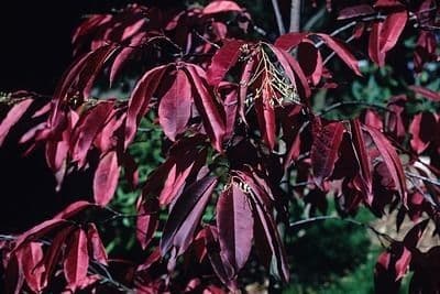 Oxydendrum 7