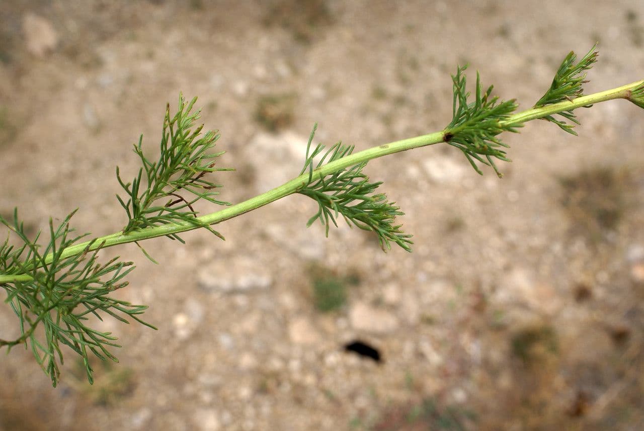 Adonisblättriges Greiskraut 22