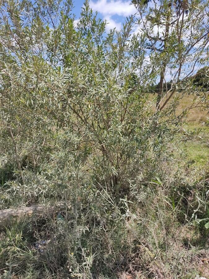 Baccharis 7
