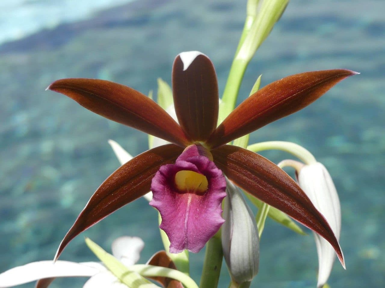 Phaius di Tankerville 6
