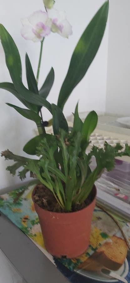 Microsorum puncté 14
